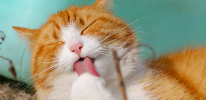 Gatto felice: l'igiene
